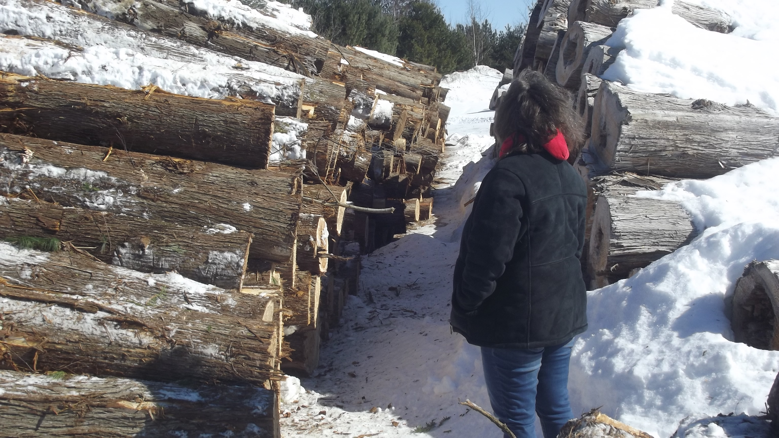 more cedar shingle wood